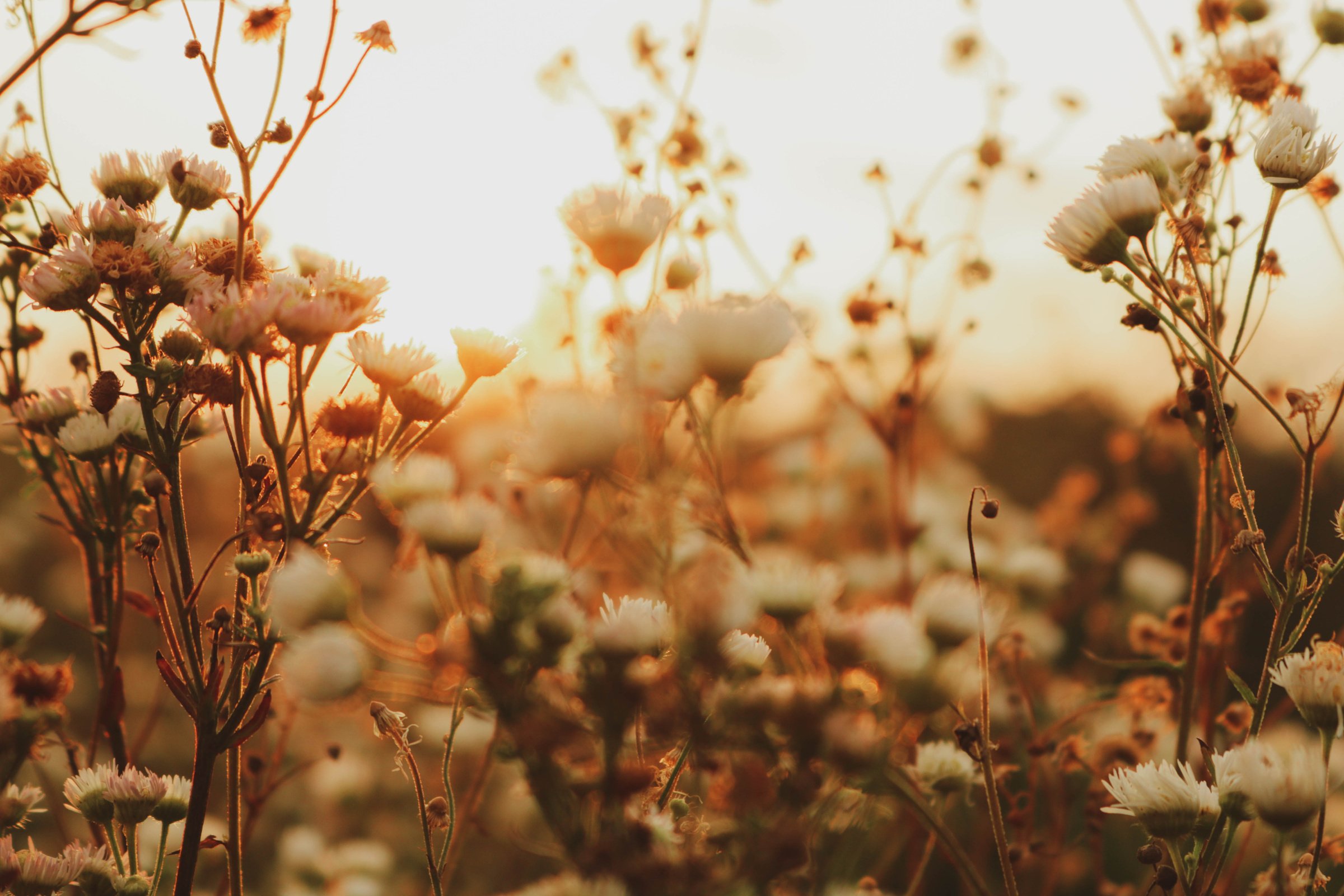 Photo of White Wildflowers 